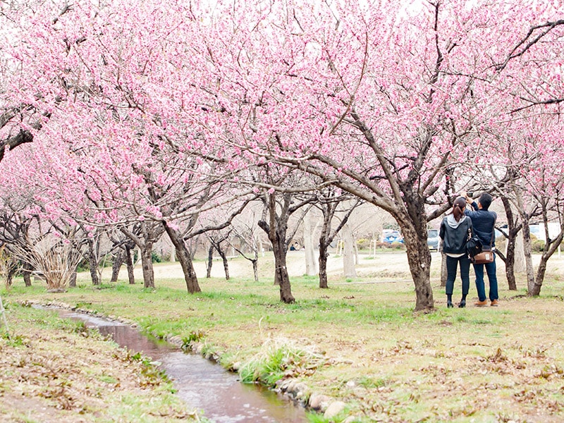 桃の木と小川