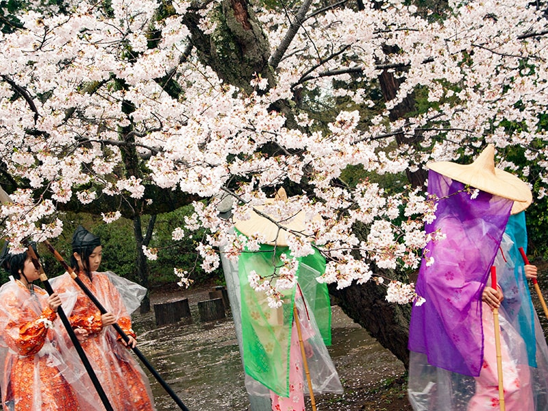 弘経寺で天樹祭開催！満開の桜のもとで静かに眠る千姫さま（常総市） 茨城見聞録