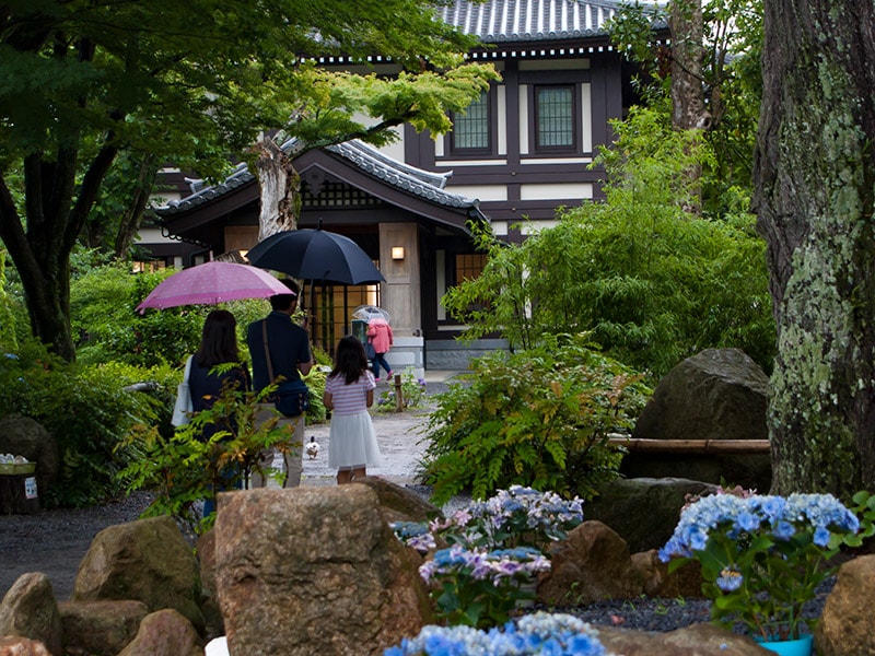 雨引観音のあじさいと家族