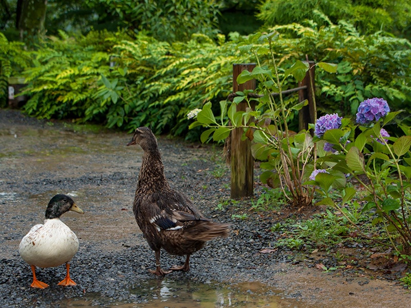 雨引観音境内の鳥とあじさい