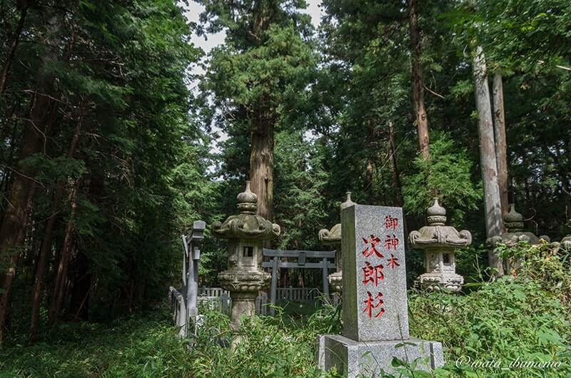 次郎杉