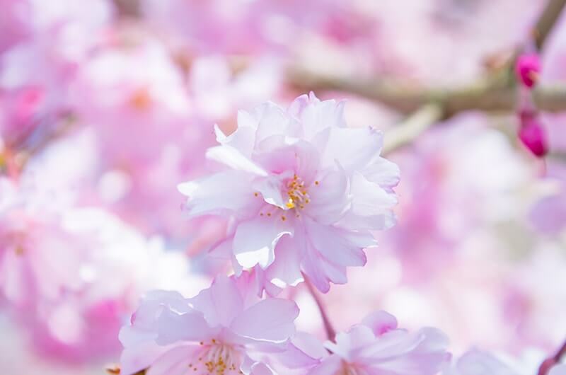 長勝寺の八重桜