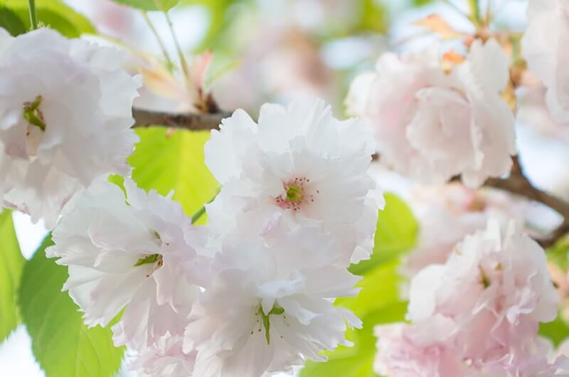 静峰ふるさと公園の八重桜