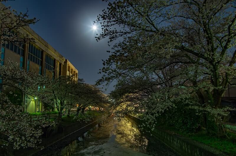 新川の夜桜