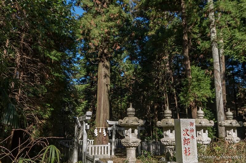 大杉神社の次郎杉（神木）