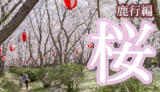 【まとめ】茨城県 鹿行地域のお花見スポット６選！【保存版】