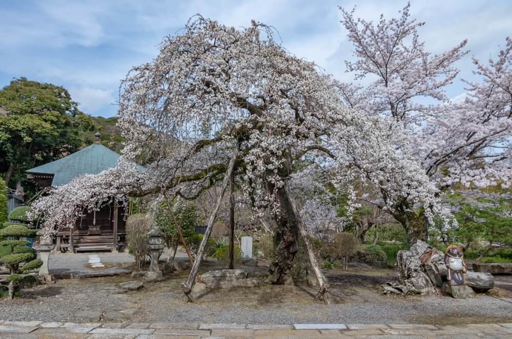 東城寺の枝垂れ桜