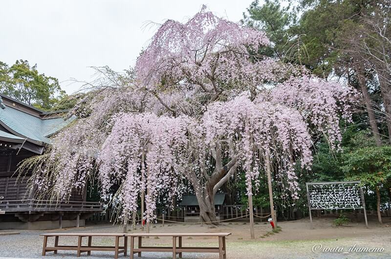 吉田神社のしだれ桜