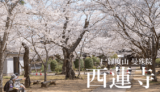 桜と銀杏の西蓮寺｜行方市
