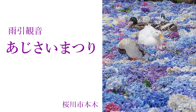 水中花は7月1日 12日 雨引観音のあじさいまつり 話題の水中花 桜川市 茨城見聞録
