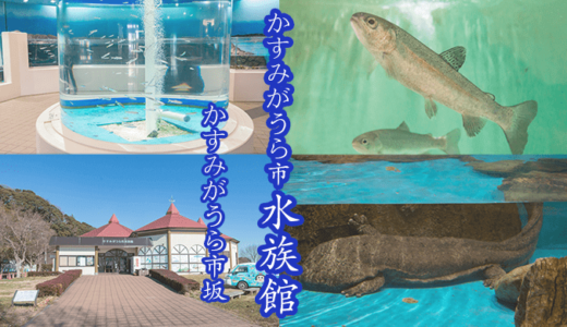 【湖畔の小さな水族館】かすみがうら市水族館の３つの魅力（かすみがうら市）