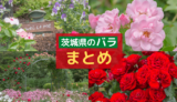 【茨城県の花】バラを楽しめるスポット５選！【まとめ】