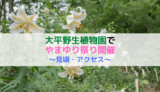 【見頃は７月上旬〜中旬】大平野生植物園のやまゆり祭り｜利根町