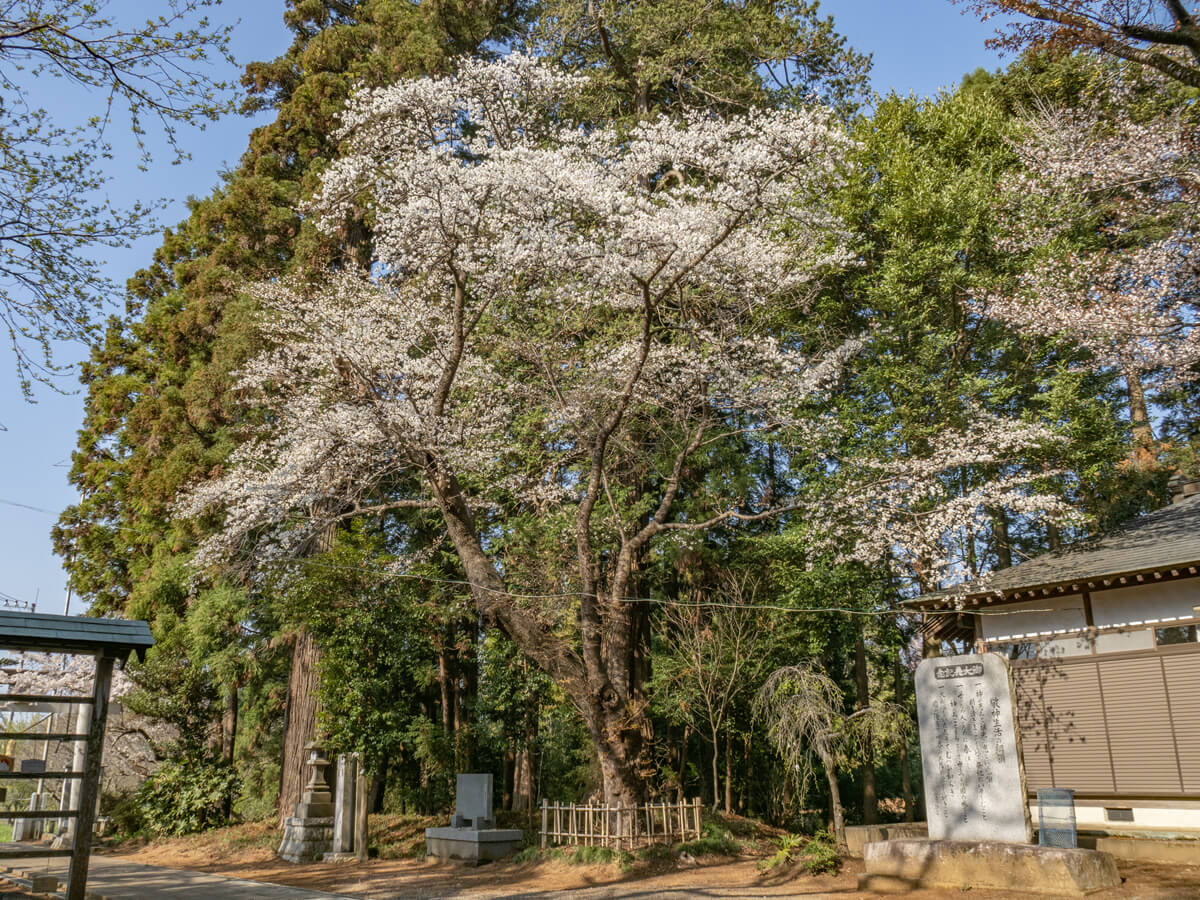 鴻巣鷲神社の山桜