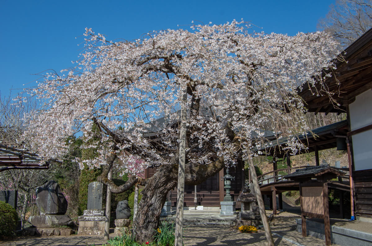 性徳寺の枝垂れ桜