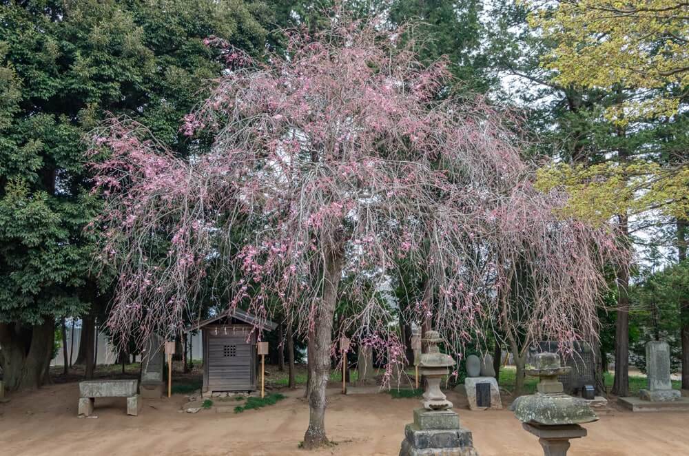 しだれ桜（2020年3月撮影）