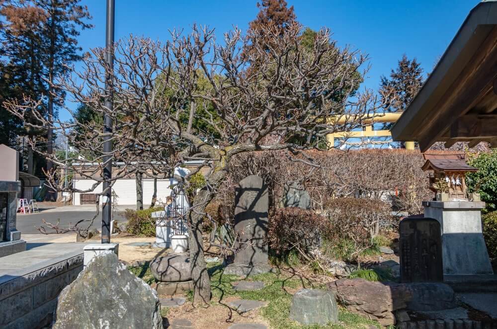 菅原神社の石碑と梅