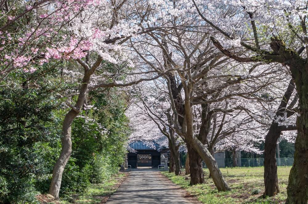 桜並木の参道