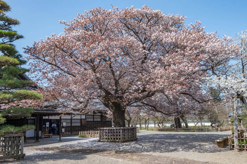 左近の桜（春）