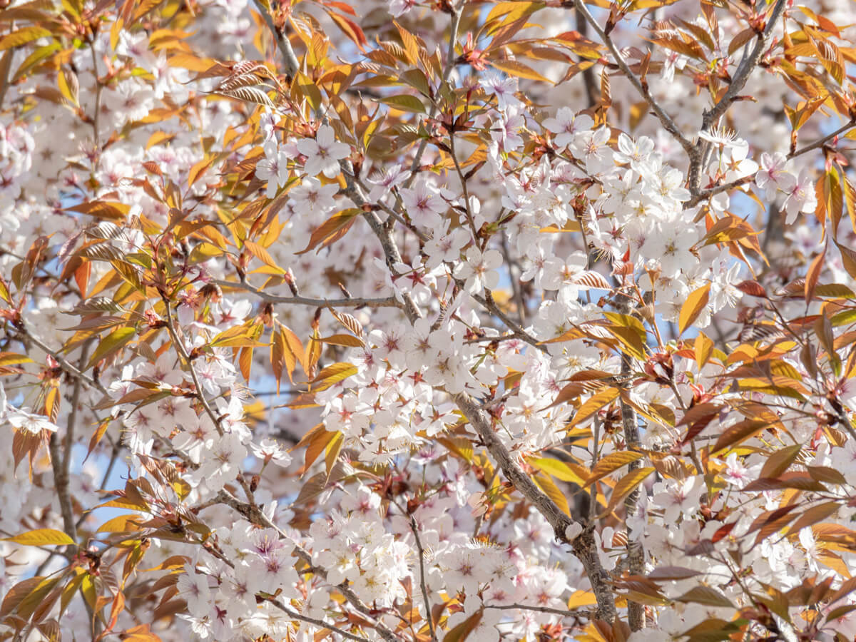 ひこばえで開花する山桜