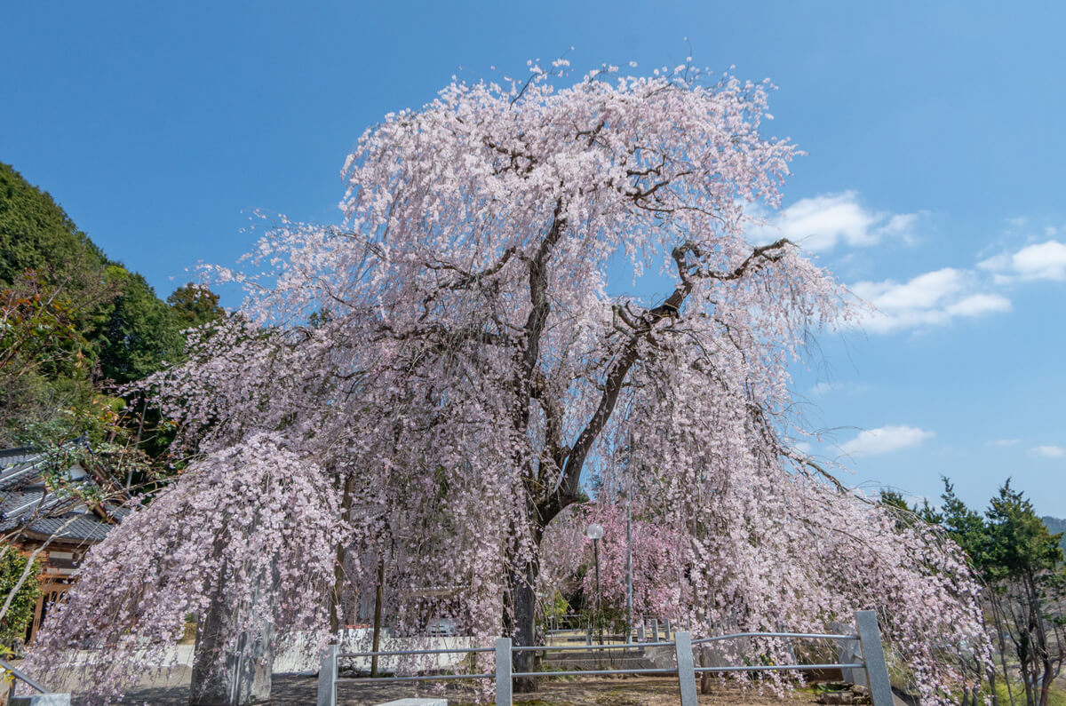満福寺の枝垂れ桜