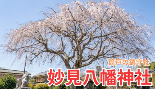 枝垂れ桜の名所！筒戸の妙見八幡神社｜つくばみらい市