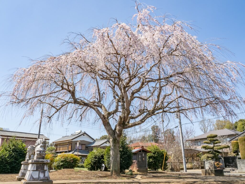 枝垂れ桜（2023）