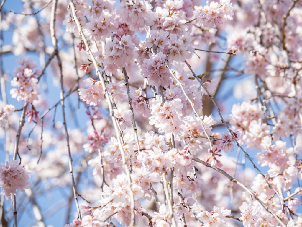枝垂れ桜の花つき（20230320）