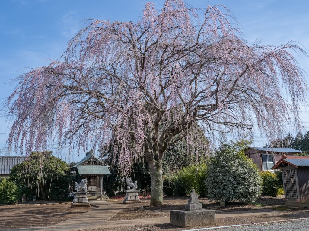 枝垂れ桜（2024）