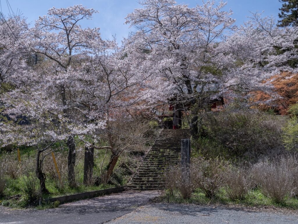 桜（2024年4月）