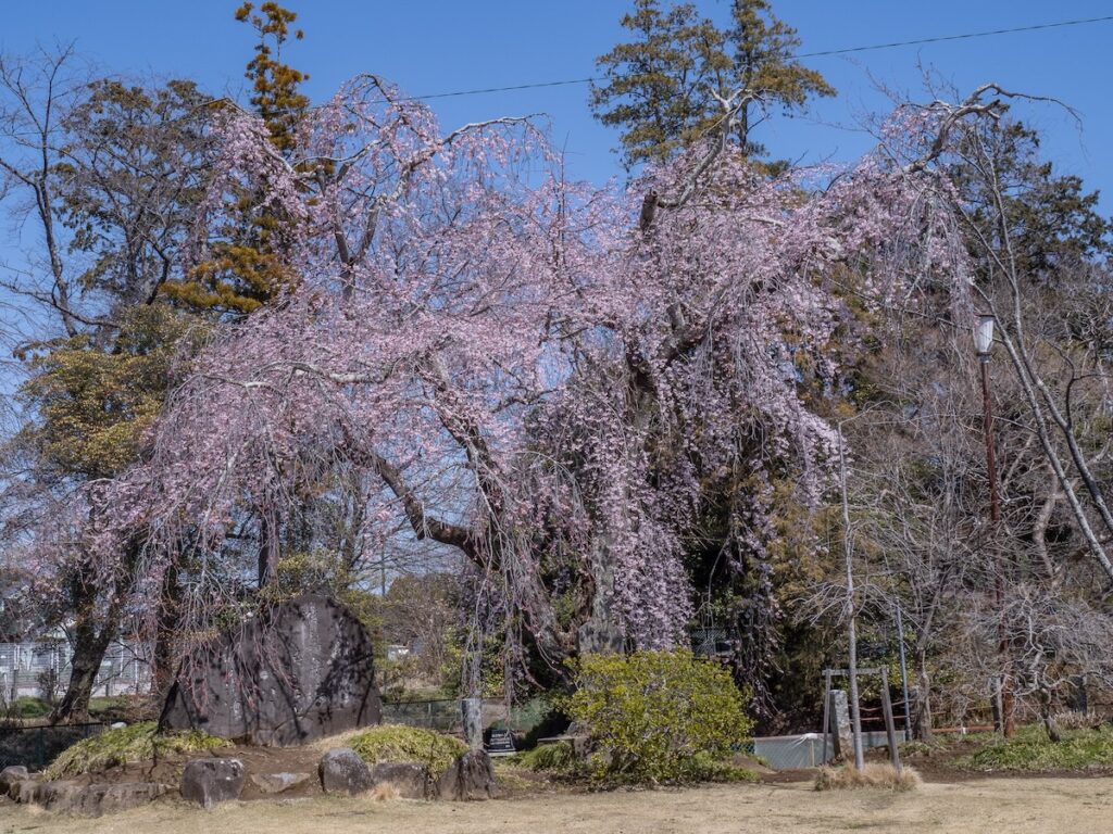 枝垂れ桜（3月下旬）