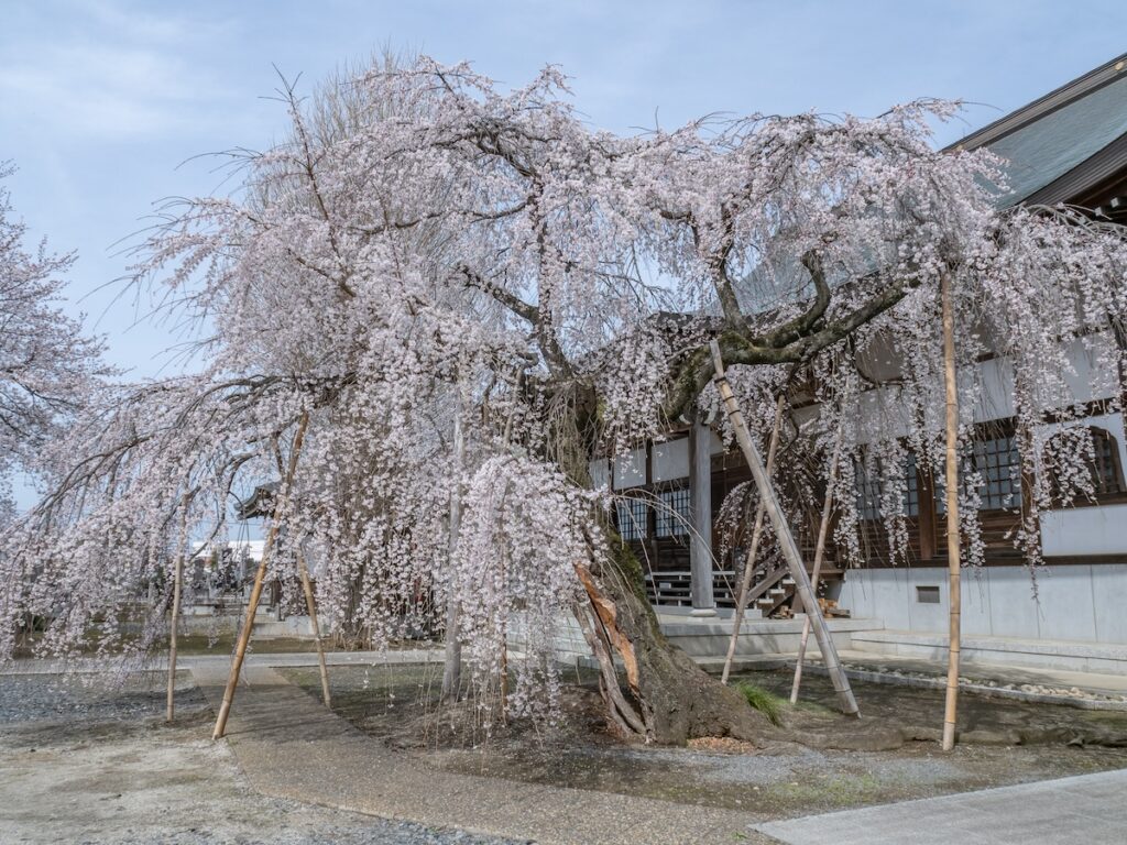 本堂前の枝垂れ桜（2024）