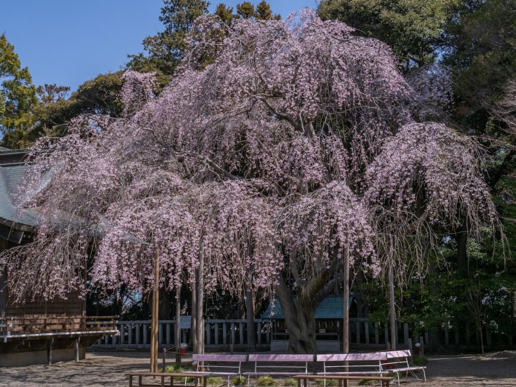 枝垂れ桜（2024）
