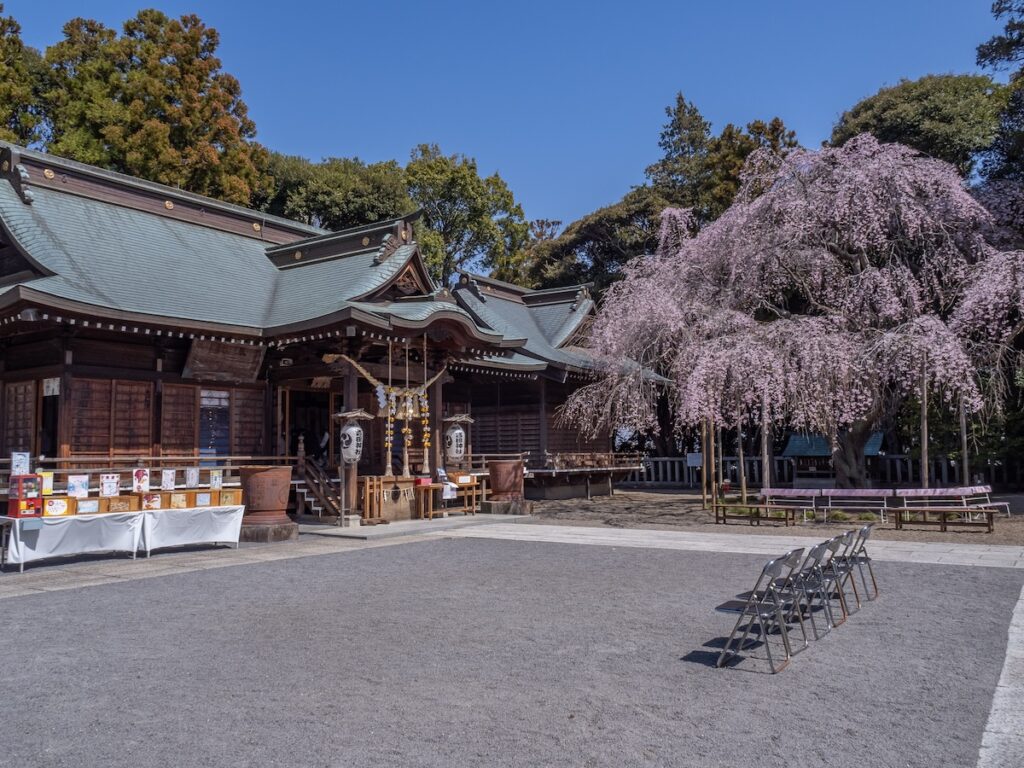 枝垂れ桜と社殿