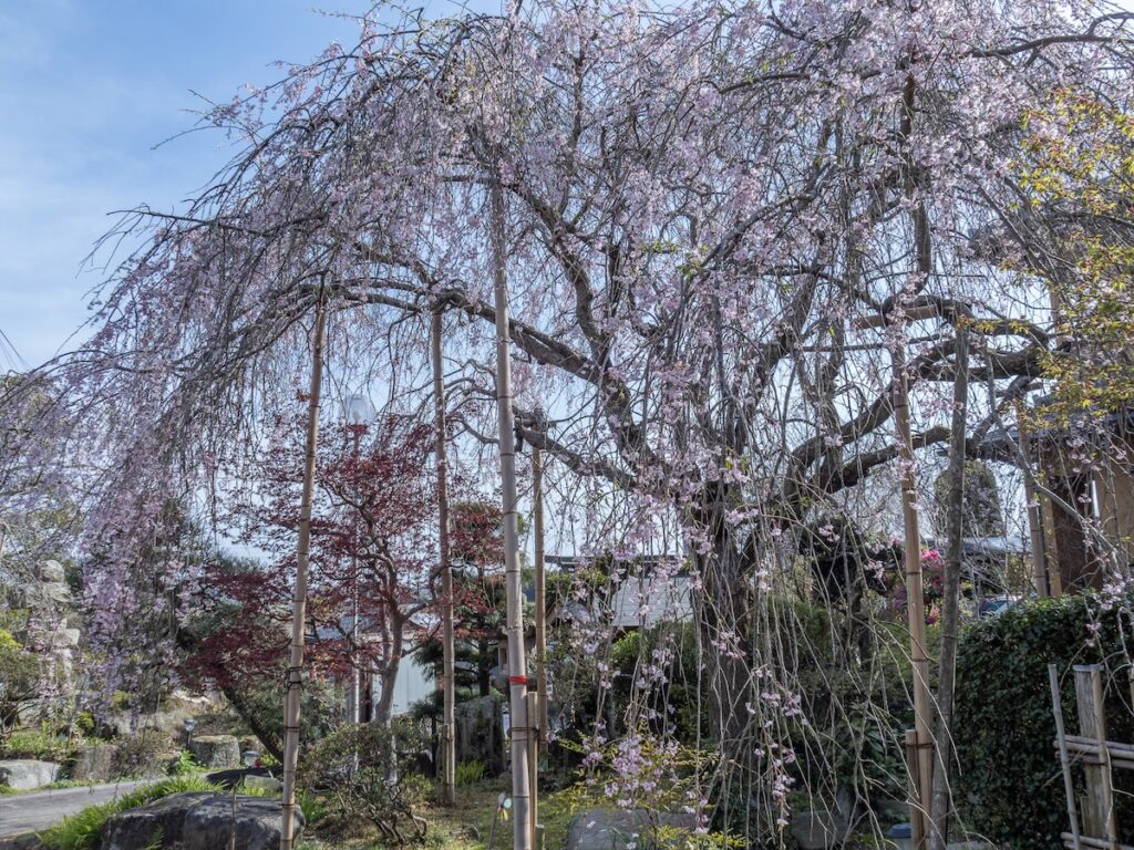 枝垂れ桜（春）