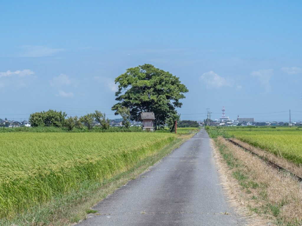 周辺は田んぼ